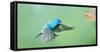 North America, Florida, Immokalee, Indigo Bunting, Flying to Feeder-Bernard Friel-Framed Stretched Canvas