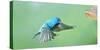 North America, Florida, Immokalee, Indigo Bunting, Flying to Feeder-Bernard Friel-Stretched Canvas