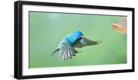 North America, Florida, Immokalee, Indigo Bunting, Flying to Feeder-Bernard Friel-Framed Photographic Print