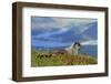 North America, the Usa, Alaska, Ice-Grey Groundhog-Bernd Rommelt-Framed Photographic Print