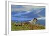 North America, the Usa, Alaska, Ice-Grey Groundhog-Bernd Rommelt-Framed Photographic Print