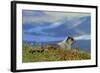 North America, the Usa, Alaska, Ice-Grey Groundhog-Bernd Rommelt-Framed Photographic Print