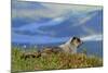 North America, the Usa, Alaska, Ice-Grey Groundhog-Bernd Rommelt-Mounted Photographic Print