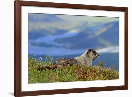 North America, the Usa, Alaska, Ice-Grey Groundhog-Bernd Rommelt-Framed Photographic Print