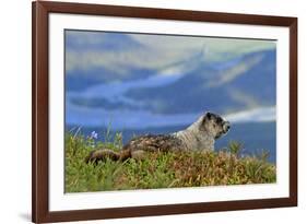 North America, the Usa, Alaska, Ice-Grey Groundhog-Bernd Rommelt-Framed Photographic Print