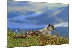 North America, the Usa, Alaska, Ice-Grey Groundhog-Bernd Rommelt-Mounted Photographic Print