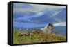 North America, the Usa, Alaska, Ice-Grey Groundhog-Bernd Rommelt-Framed Stretched Canvas