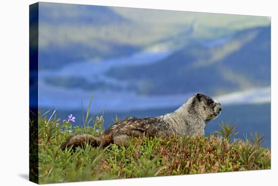 North America, the Usa, Alaska, Ice-Grey Groundhog-Bernd Rommelt-Stretched Canvas