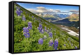 North America, the Usa, Alaska, Lupins, Lupin,-Bernd Rommelt-Framed Stretched Canvas