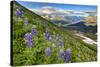 North America, the Usa, Alaska, Lupins, Lupin,-Bernd Rommelt-Stretched Canvas