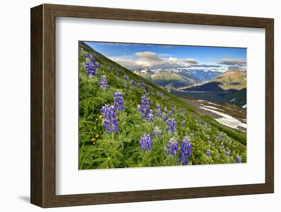 North America, the Usa, Alaska, Lupins, Lupin,-Bernd Rommelt-Framed Photographic Print