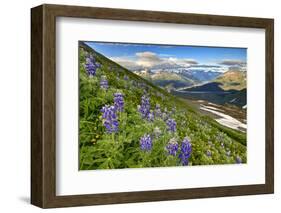 North America, the Usa, Alaska, Lupins, Lupin,-Bernd Rommelt-Framed Photographic Print