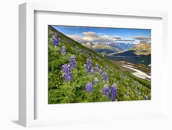 North America, the Usa, Alaska, Lupins, Lupin,-Bernd Rommelt-Framed Photographic Print