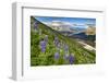 North America, the Usa, Alaska, Lupins, Lupin,-Bernd Rommelt-Framed Photographic Print