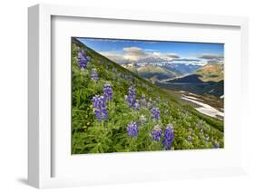 North America, the Usa, Alaska, Lupins, Lupin,-Bernd Rommelt-Framed Photographic Print