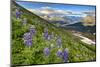 North America, the Usa, Alaska, Lupins, Lupin,-Bernd Rommelt-Mounted Photographic Print