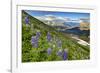 North America, the Usa, Alaska, Lupins, Lupin,-Bernd Rommelt-Framed Photographic Print