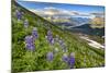 North America, the Usa, Alaska, Lupins, Lupin,-Bernd Rommelt-Mounted Photographic Print