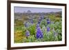 North America, the Usa, Alaska, Lupins-Bernd Rommelt-Framed Photographic Print