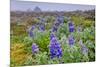 North America, the Usa, Alaska, Lupins-Bernd Rommelt-Mounted Photographic Print