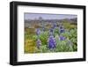 North America, the Usa, Alaska, Lupins-Bernd Rommelt-Framed Photographic Print