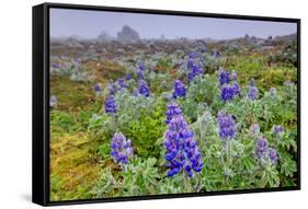 North America, the Usa, Alaska, Lupins-Bernd Rommelt-Framed Stretched Canvas