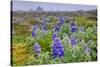 North America, the Usa, Alaska, Lupins-Bernd Rommelt-Stretched Canvas