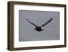 North America, the Usa, Alaska, Parrot Diver-Bernd Rommelt-Framed Photographic Print