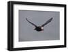 North America, the Usa, Alaska, Parrot Diver-Bernd Rommelt-Framed Photographic Print