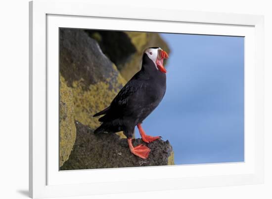 North America, the Usa, Alaska, Parrot Diver-Bernd Rommelt-Framed Photographic Print