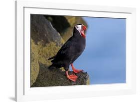 North America, the Usa, Alaska, Parrot Diver-Bernd Rommelt-Framed Photographic Print