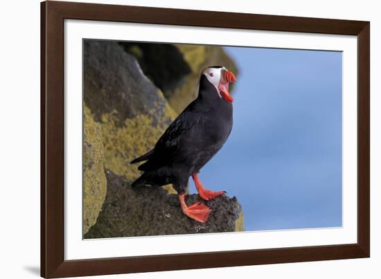 North America, the Usa, Alaska, Parrot Diver-Bernd Rommelt-Framed Photographic Print