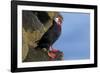 North America, the Usa, Alaska, Parrot Diver-Bernd Rommelt-Framed Photographic Print