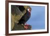 North America, the Usa, Alaska, Parrot Diver-Bernd Rommelt-Framed Photographic Print