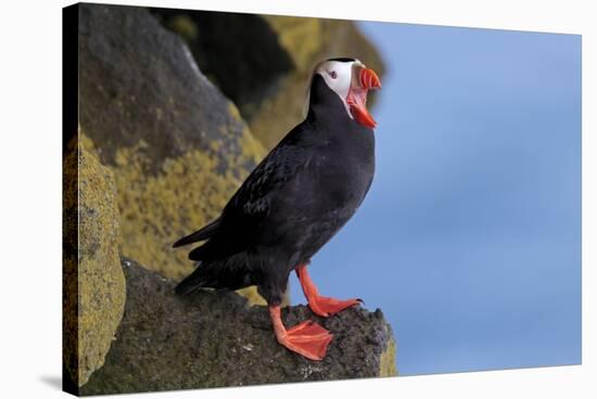 North America, the Usa, Alaska, Parrot Diver-Bernd Rommelt-Stretched Canvas