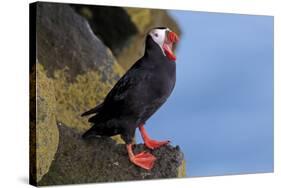 North America, the Usa, Alaska, Parrot Diver-Bernd Rommelt-Stretched Canvas