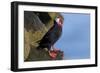 North America, the Usa, Alaska, Parrot Diver-Bernd Rommelt-Framed Photographic Print