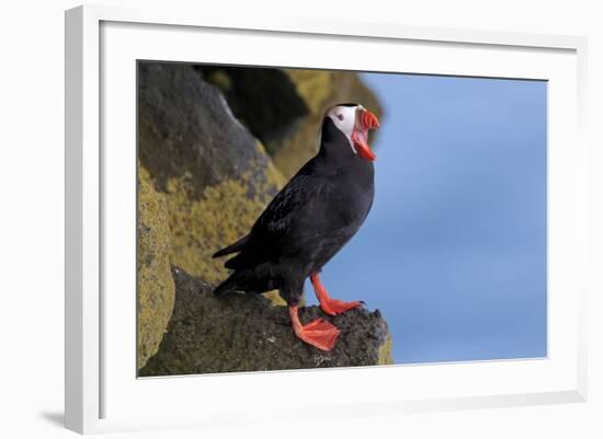 North America, the Usa, Alaska, Parrot Diver-Bernd Rommelt-Framed Photographic Print