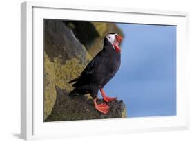 North America, the Usa, Alaska, Parrot Diver-Bernd Rommelt-Framed Photographic Print