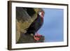 North America, the Usa, Alaska, Parrot Diver-Bernd Rommelt-Framed Photographic Print