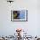 North America, the Usa, Alaska, Parrot Diver-Bernd Rommelt-Framed Photographic Print displayed on a wall