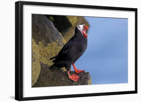 North America, the Usa, Alaska, Parrot Diver-Bernd Rommelt-Framed Photographic Print