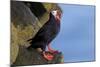 North America, the Usa, Alaska, Parrot Diver-Bernd Rommelt-Mounted Photographic Print