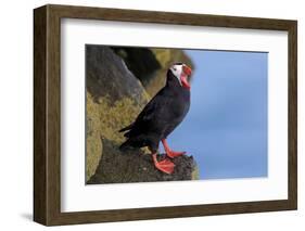 North America, the Usa, Alaska, Parrot Diver-Bernd Rommelt-Framed Photographic Print