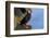 North America, the Usa, Alaska, Parrot Diver-Bernd Rommelt-Framed Photographic Print