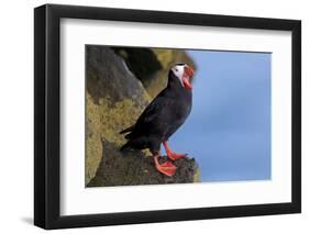 North America, the Usa, Alaska, Parrot Diver-Bernd Rommelt-Framed Photographic Print