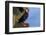 North America, the Usa, Alaska, Parrot Diver-Bernd Rommelt-Framed Photographic Print