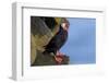 North America, the Usa, Alaska, Parrot Diver-Bernd Rommelt-Framed Photographic Print