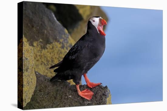 North America, the Usa, Alaska, Parrot Diver-Bernd Rommelt-Stretched Canvas