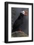 North America, the Usa, Alaska, Parrot Diver-Bernd Rommelt-Framed Photographic Print